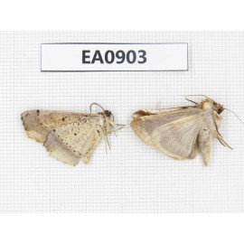 Moths sp. China,  Tibet, Linzhi, Bomi county. 2Pcs. EA0903.