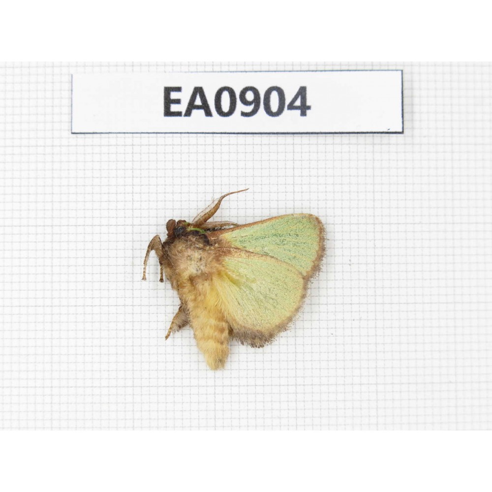 Moths sp. China,  Tibet, Linzhi, Bomi county. 1Pcs. EA0904.