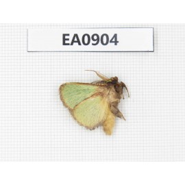 Moths sp. China,  Tibet, Linzhi, Bomi county. 1Pcs. EA0904.