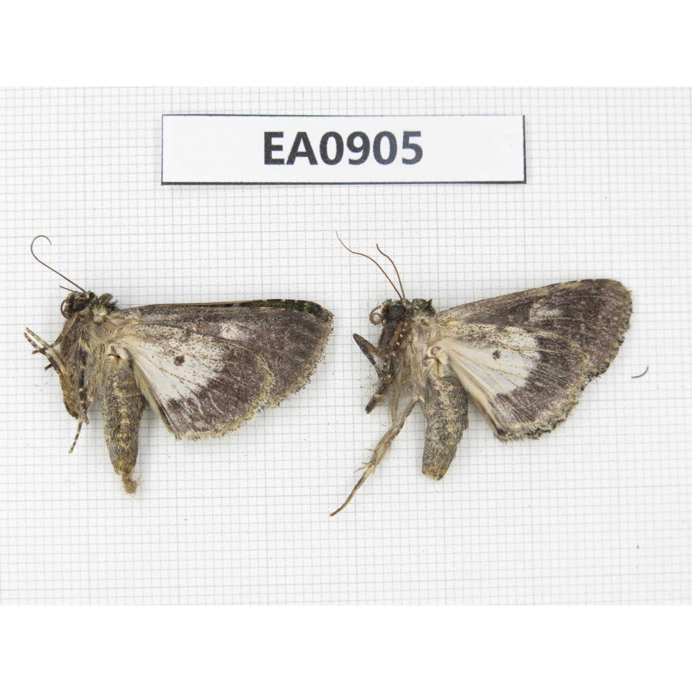 Moths sp. China,  Tibet, Linzhi, Bomi county. 2Pcs. EA0905.