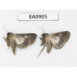 Moths sp. China,  Tibet, Linzhi, Bomi county. 2Pcs. EA0905.