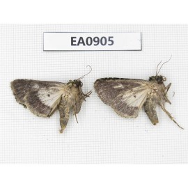 Moths sp. China,  Tibet, Linzhi, Bomi county. 2Pcs. EA0905.