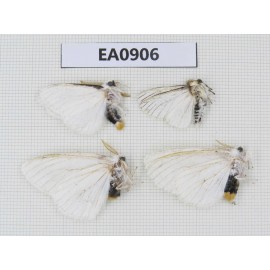 Moths sp. China,  Tibet, Linzhi, Bomi county. 4Pcs. EA0906.