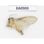 Moths sp. China,  Tibet, Linzhi, Bomi county. 1Pcs. EA0908.