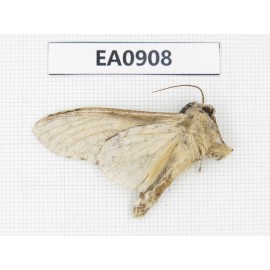 Moths sp. China,  Tibet, Linzhi, Bomi county. 1Pcs. EA0908.