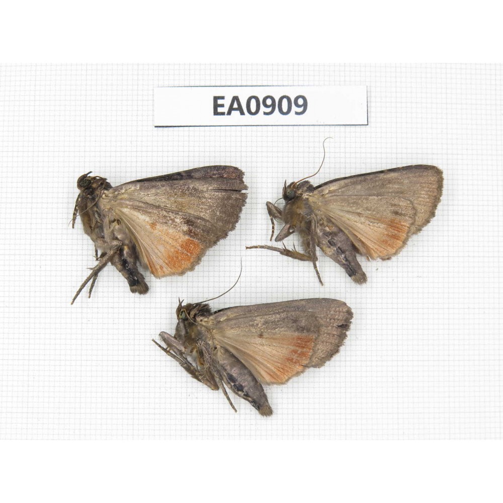 Moths sp. China,  Tibet, Linzhi, Bomi county. 3Pcs. EA0909.