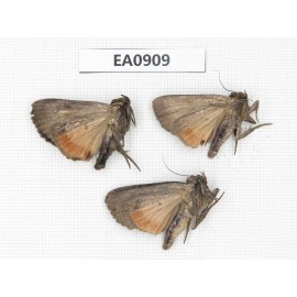 Moths sp. China,  Tibet, Linzhi, Bomi county. 3Pcs. EA0909.