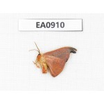 Moths sp. China,  Tibet, Linzhi, Bomi county. 1Pcs. EA0910.
