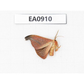 Moths sp. China,  Tibet, Linzhi, Bomi county. 1Pcs. EA0910.