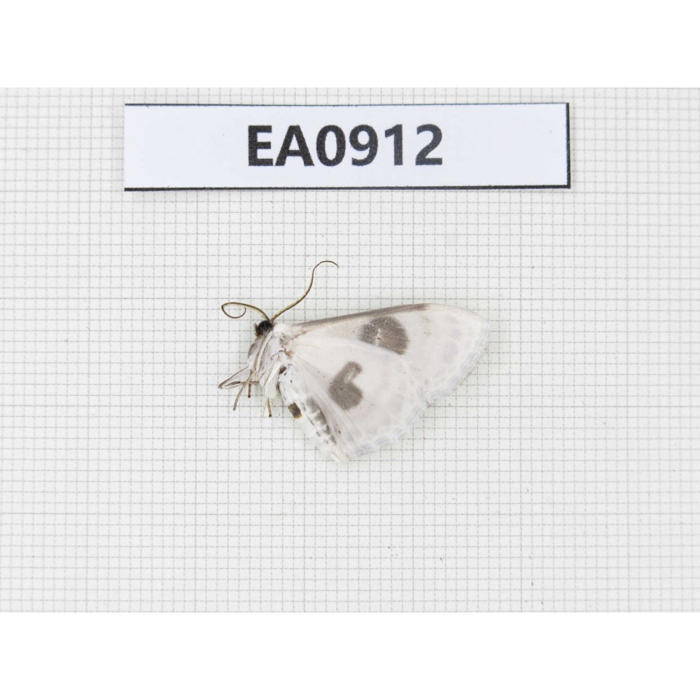 Moths sp. China,  Tibet, Linzhi, Bomi county. 1Pcs. EA0912.