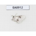 Moths sp. China,  Tibet, Linzhi, Bomi county. 1Pcs. EA0912.