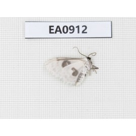 Moths sp. China,  Tibet, Linzhi, Bomi county. 1Pcs. EA0912.