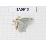 Moths sp. China,  Tibet, Linzhi, Bomi county. 1Pcs. EA0913.