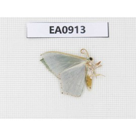Moths sp. China,  Tibet, Linzhi, Bomi county. 1Pcs. EA0913.