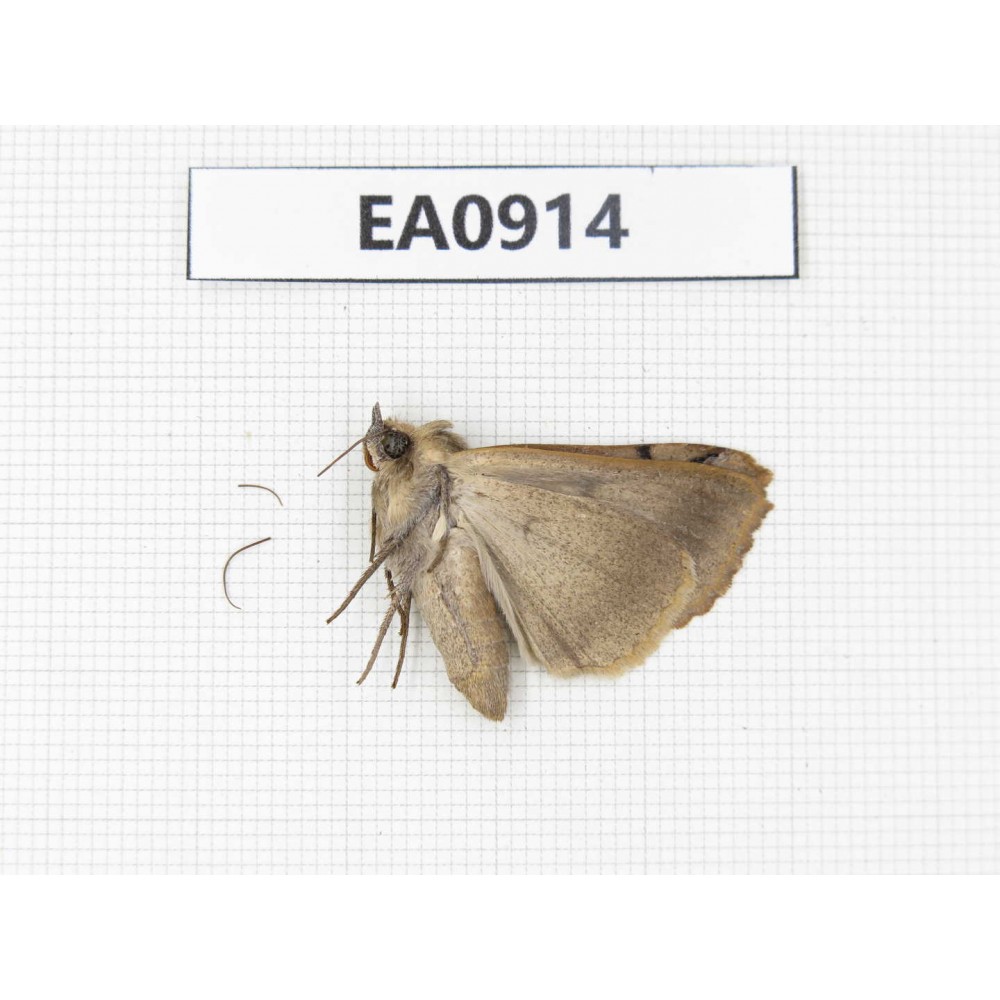 Moths sp. China,  Tibet, Linzhi, Bomi county. 1Pcs. EA0914.