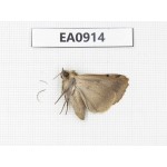 Moths sp. China,  Tibet, Linzhi, Bomi county. 1Pcs. EA0914.