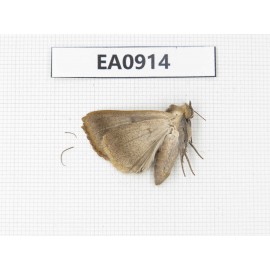 Moths sp. China,  Tibet, Linzhi, Bomi county. 1Pcs. EA0914.