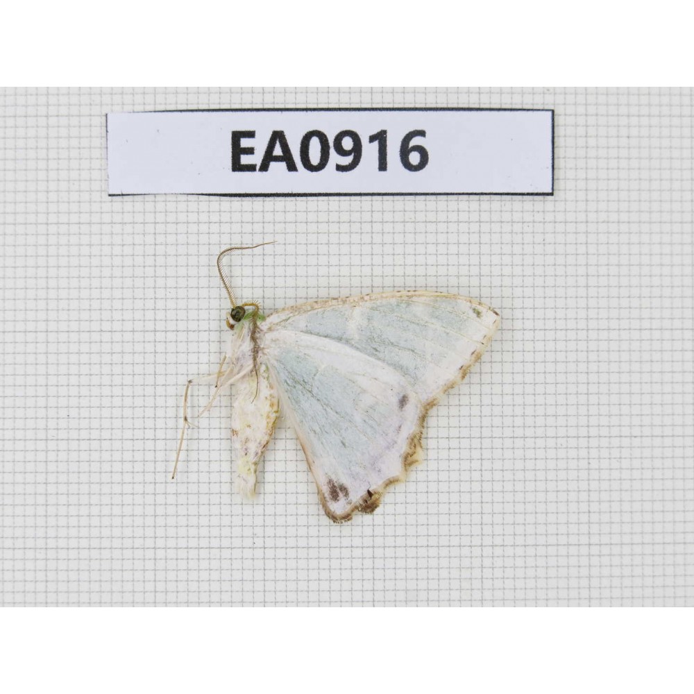 Moths sp. China,  Tibet, Linzhi, Bomi county. 1Pcs. EA0916.