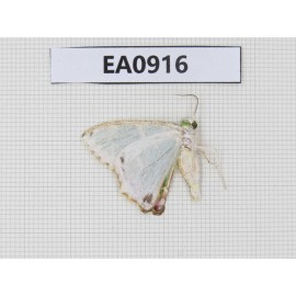 Moths sp. China,  Tibet, Linzhi, Bomi county. 1Pcs. EA0916.