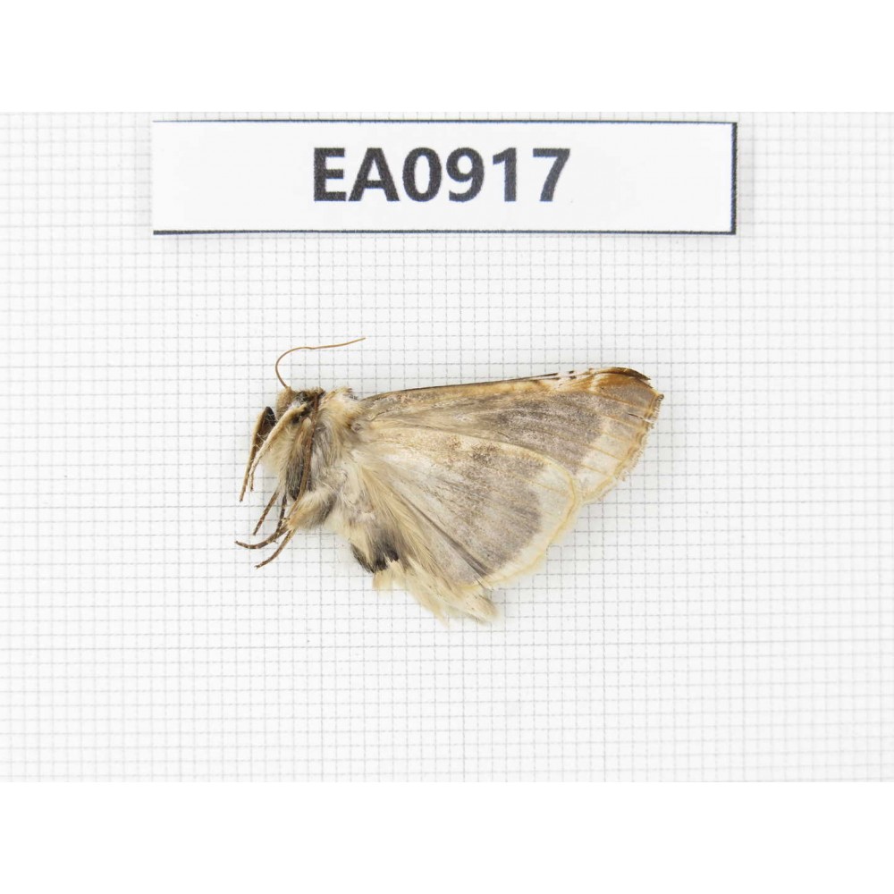Moths sp. China,  Tibet, Linzhi, Bomi county. 1Pcs. EA0917.