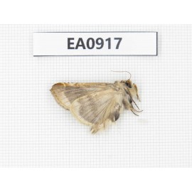 Moths sp. China,  Tibet, Linzhi, Bomi county. 1Pcs. EA0917.