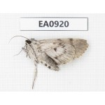 Moths sp. China,  Tibet, Linzhi, Bomi county. 1Pcs. EA0920.