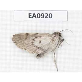 Moths sp. China,  Tibet, Linzhi, Bomi county. 1Pcs. EA0920.