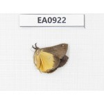 Moths sp. China, Tibet, Linzhi, Motuo county. 1Pcs. EA0922.