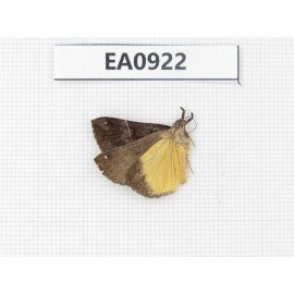 Moths sp. China, Tibet, Linzhi, Motuo county. 1Pcs. EA0922.
