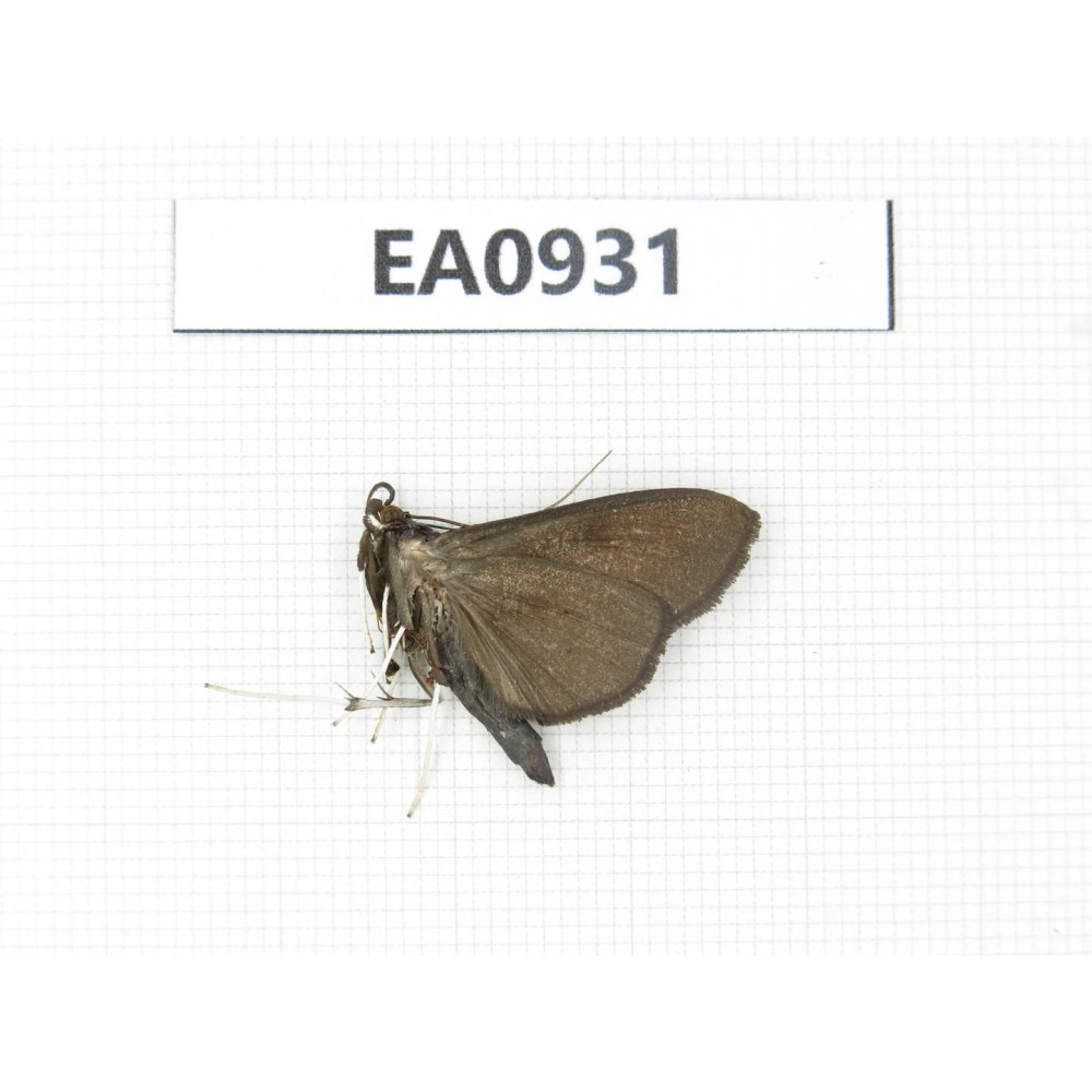 Moths sp. China, Tibet, Linzhi, Motuo county. 1Pcs. EA0931.