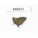 Moths sp. China, Tibet, Linzhi, Motuo county. 1Pcs. EA0931.