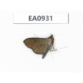 Moths sp. China, Tibet, Linzhi, Motuo county. 1Pcs. EA0931.