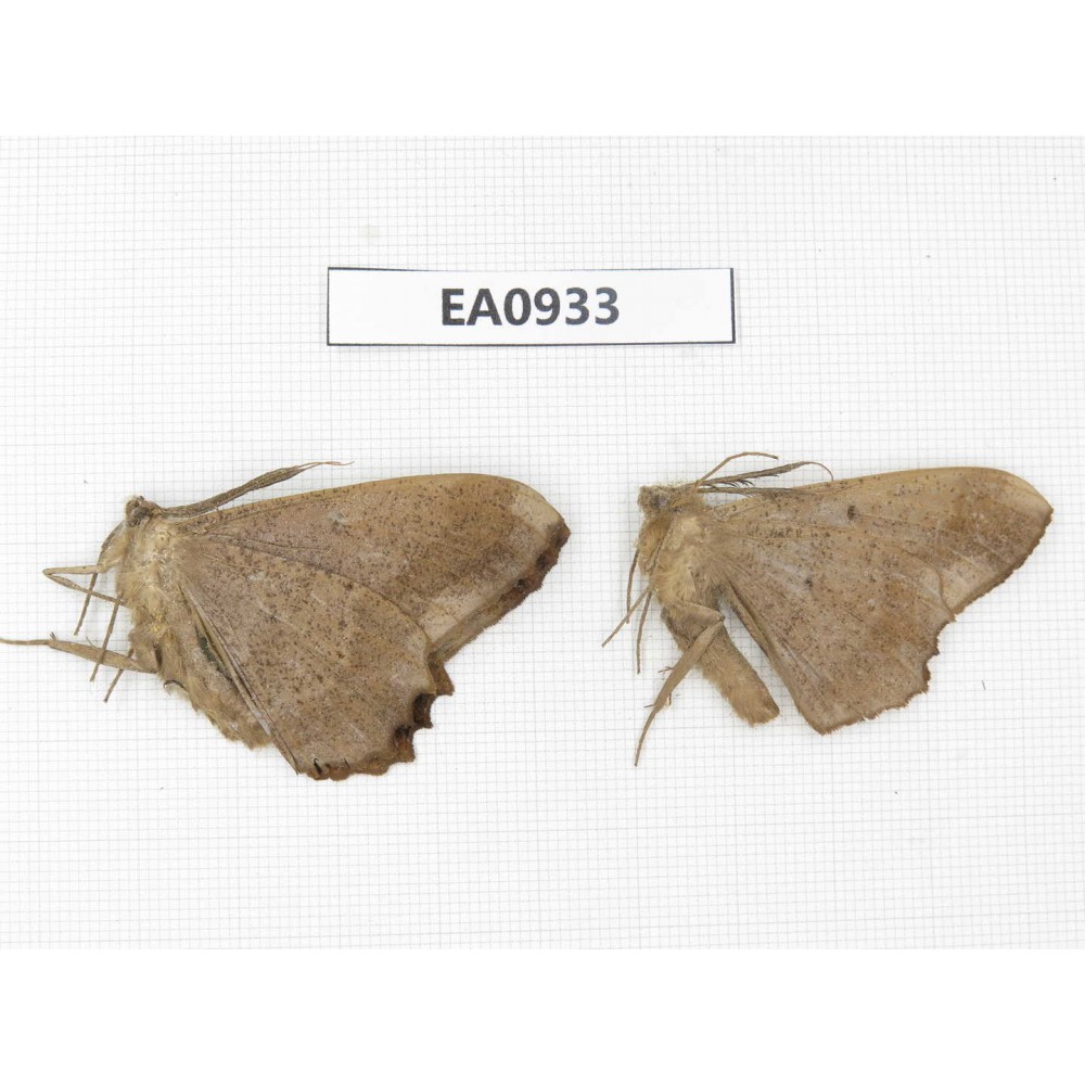 Geometridae sp. China, Tibet, Linzhi, Motuo county. 2Pcs. EA0933.