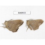 Geometridae sp. China, Tibet, Linzhi, Motuo county. 2Pcs. EA0933.
