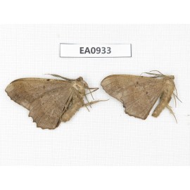 Geometridae sp. China, Tibet, Linzhi, Motuo county. 2Pcs. EA0933.