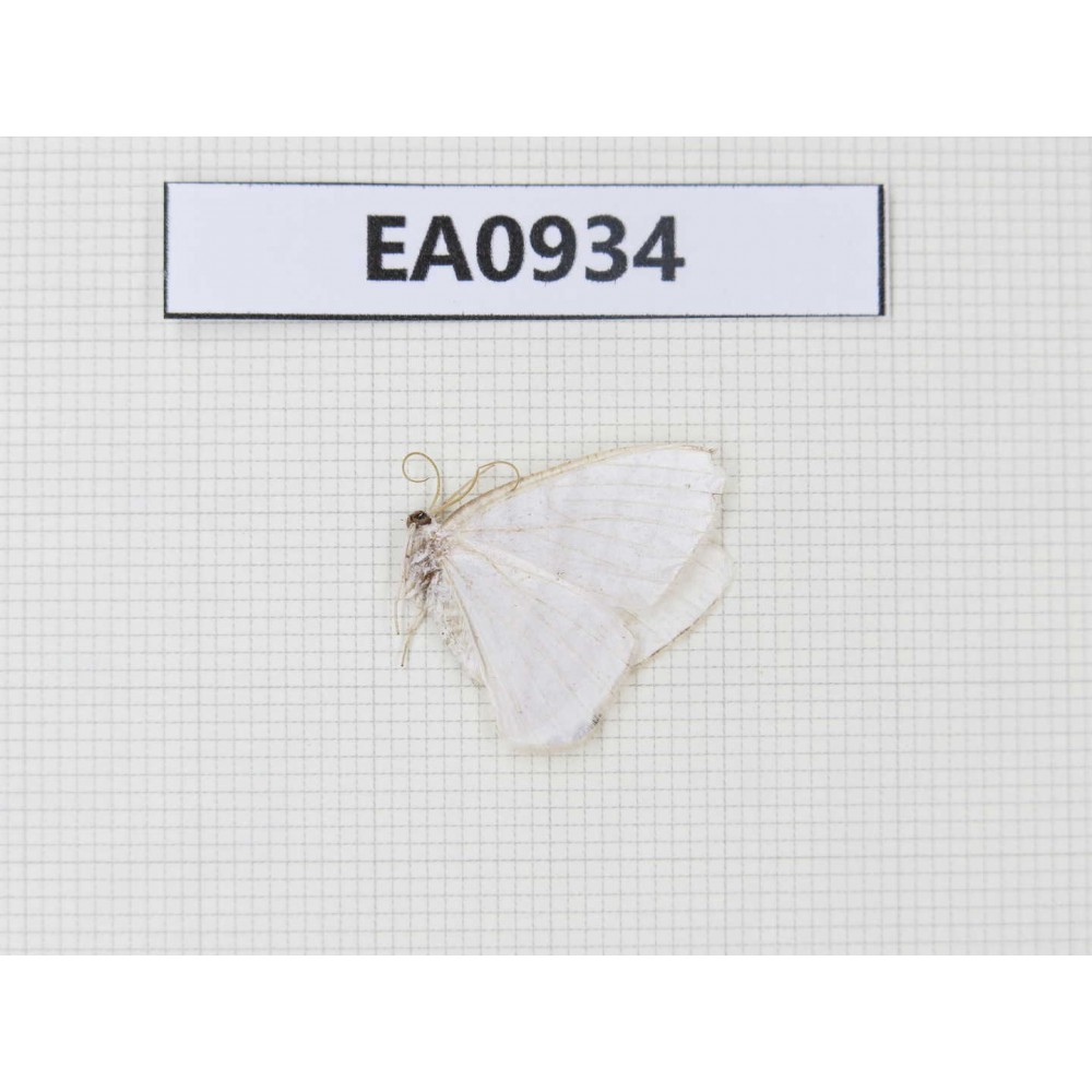 Moths sp. China, Tibet, Linzhi, Motuo county. 1Pcs. EA0934.