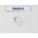 Moths sp. China, Tibet, Linzhi, Motuo county. 1Pcs. EA0934.