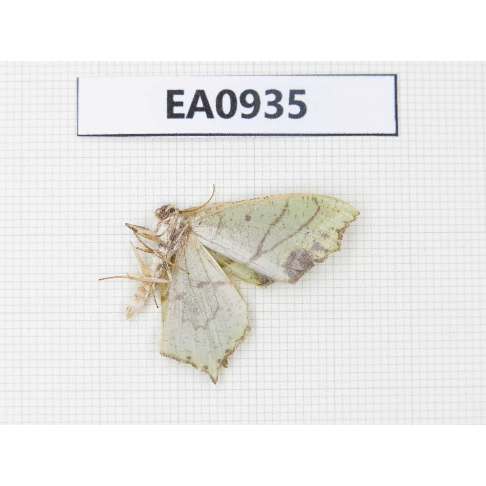 Moths sp. China, Tibet, Linzhi, Motuo county. 1Pcs. EA0935.