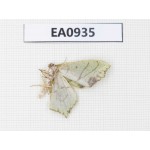 Moths sp. China, Tibet, Linzhi, Motuo county. 1Pcs. EA0935.