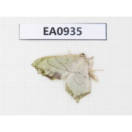 Moths sp. China, Tibet, Linzhi, Motuo county. 1Pcs. EA0935.