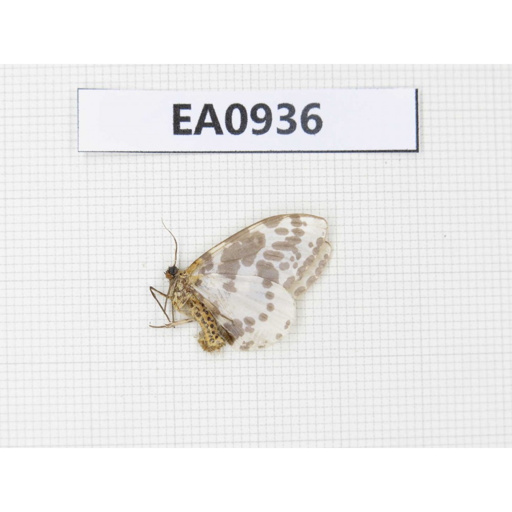 Moths sp. China, Tibet, Linzhi, Motuo county. 1Pcs. EA0936.