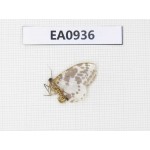 Moths sp. China, Tibet, Linzhi, Motuo county. 1Pcs. EA0936.