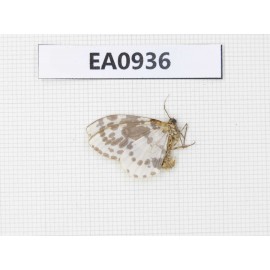 Moths sp. China, Tibet, Linzhi, Motuo county. 1Pcs. EA0936.