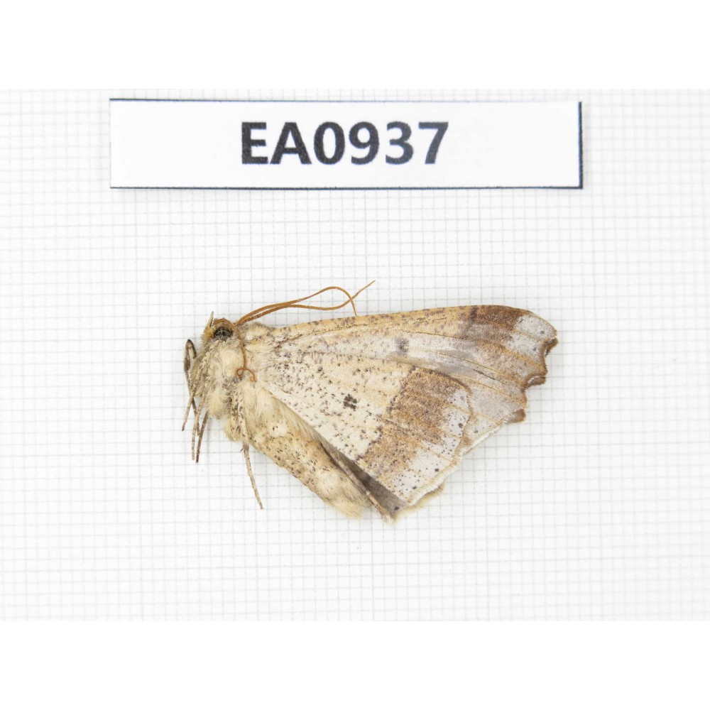 Geometridae sp. China, Tibet, Linzhi, Motuo county. 1Pcs. EA0937.