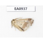 Geometridae sp. China, Tibet, Linzhi, Motuo county. 1Pcs. EA0937.