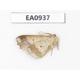 Geometridae sp. China, Tibet, Linzhi, Motuo county. 1Pcs. EA0937.