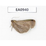 Moths sp. China, Tibet, Linzhi, Motuo county. 1Pcs. EA0940.