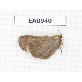 Moths sp. China, Tibet, Linzhi, Motuo county. 1Pcs. EA0940.