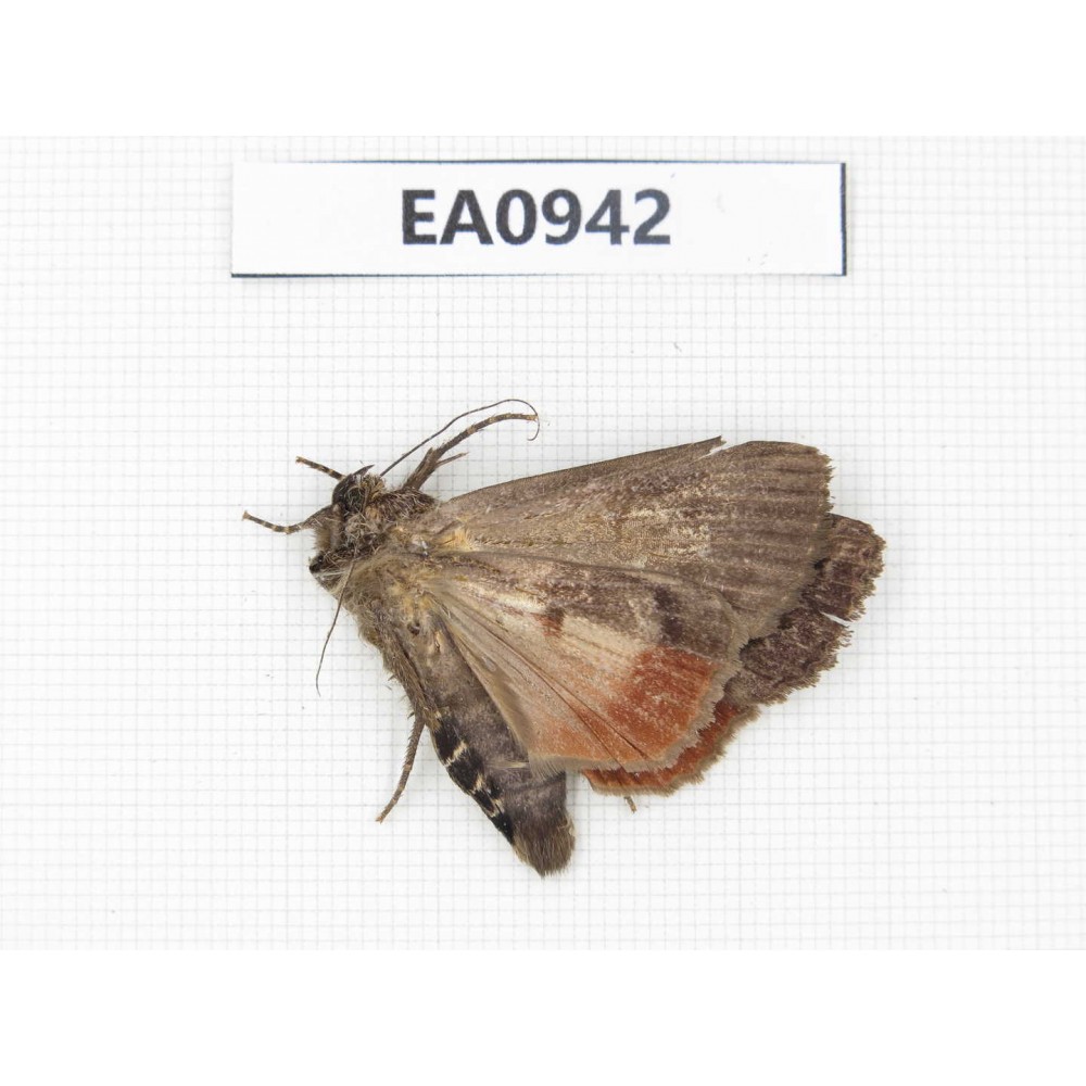 Moths sp. China, Tibet, Linzhi, Motuo county. 1Pcs. EA0942.