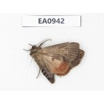 Moths sp. China, Tibet, Linzhi, Motuo county. 1Pcs. EA0942.